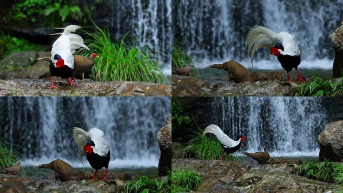 雄鸟雌鸟白鹇在山林瀑布前觅食嬉戏