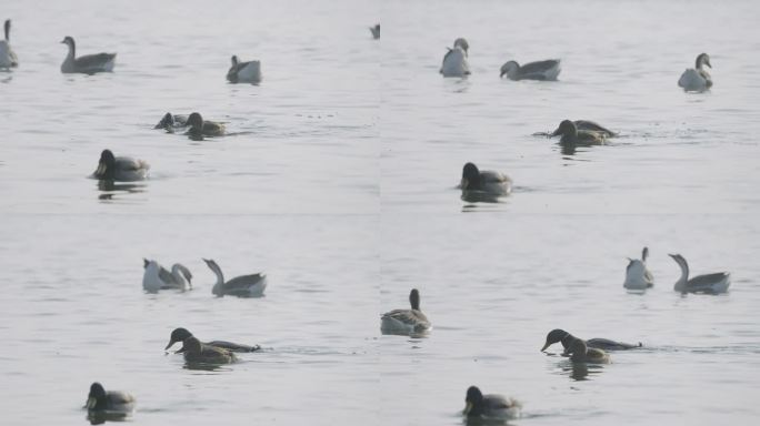 冬季河面上野生绿头鸭和大雁在嬉戏飞翔觅食
