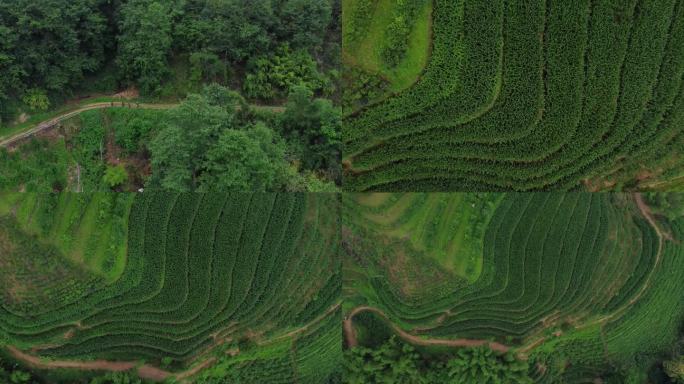 云南高山采茶出行 玉米地 高山风景