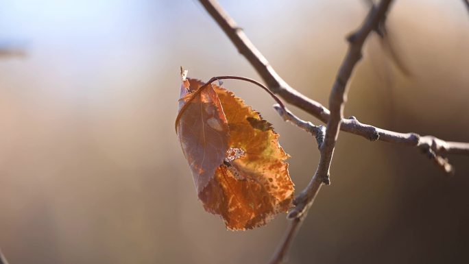 枯叶 干枝 黄叶 干枯 一片干叶 树叶