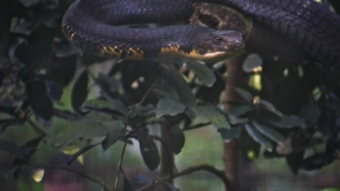 眼镜王蛇挂在树枝上的特写。