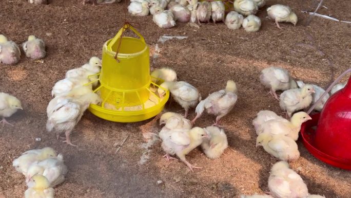 家禽饲养场的雏鸡用商业饲料喂食
