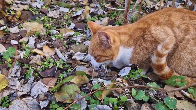一只家猫抓到了一只鸟，把猎物吃掉了。橙色的小猫有猎食者的野性本能