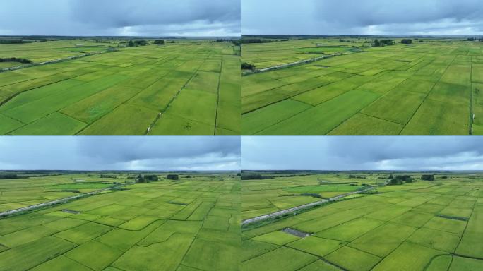 万亩水稻东北大米一望无际绿色田野麦田草原