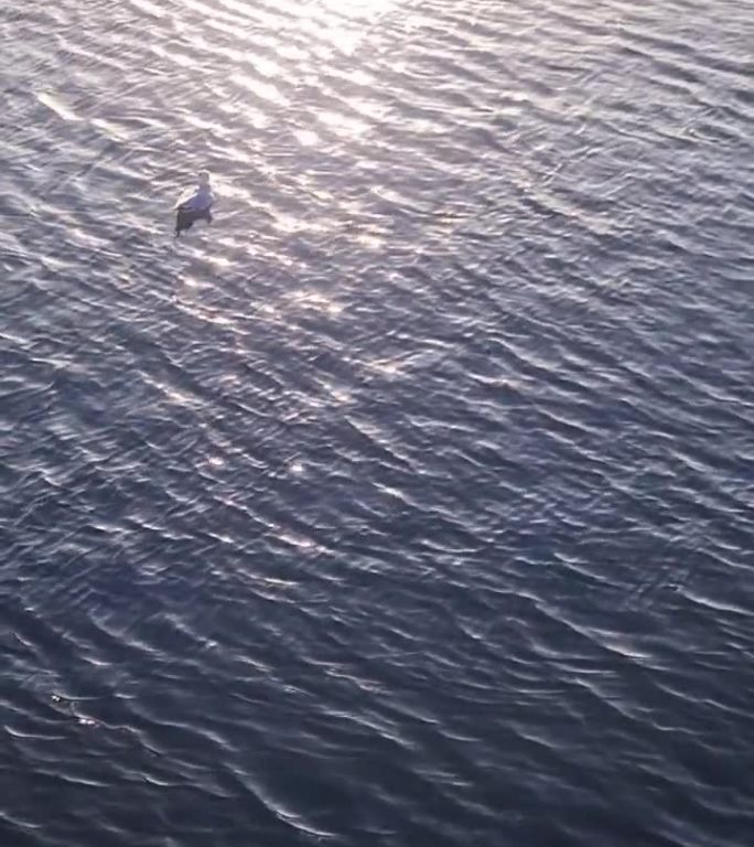 夕阳下，一只海鸥缓缓地浮在闪闪发光的水面上。