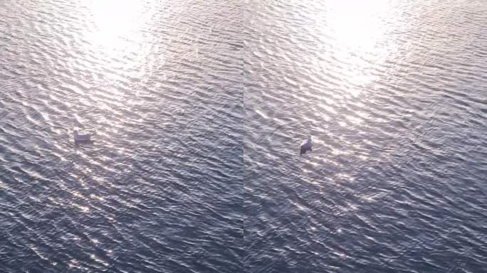 夕阳下，一只海鸥缓缓地浮在闪闪发光的水面上。