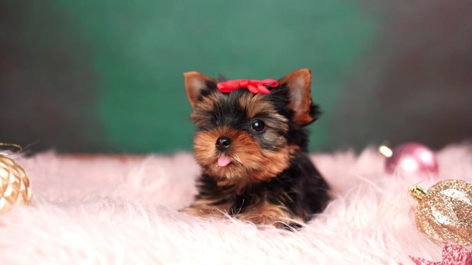 搞笑的约克郡小狗，头上戴着一个红色的蝴蝶结。小狗坐在粉红色的毛皮枕头上