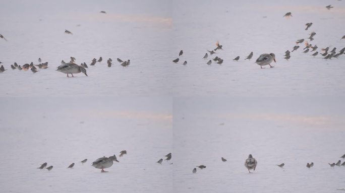 冬季河面上野生绿头鸭和麻雀在嬉戏飞翔觅食