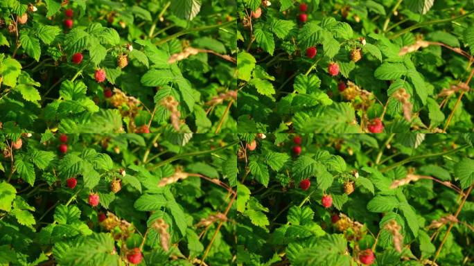 树莓布什。成熟的树莓枝在模糊的绿色背景上。生长在自然果园树莓丛上的红色甜浆果。许多成熟的红覆盆子。丰