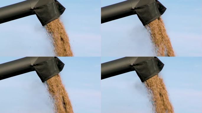 收割大豆。联合收割机的谷物螺旋机将大豆倒入拖拉机拖车