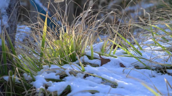 雪地 草地 .绿草白雪 秋冬