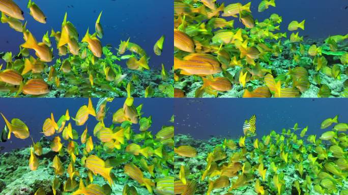 4k海洋生物鱼群特写水下摄影