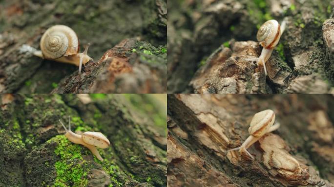 树干上的蜗牛