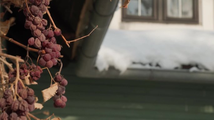 冬天花园里的冻葡萄
