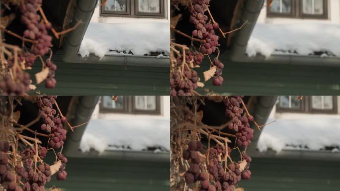 冬天花园里的冻葡萄
