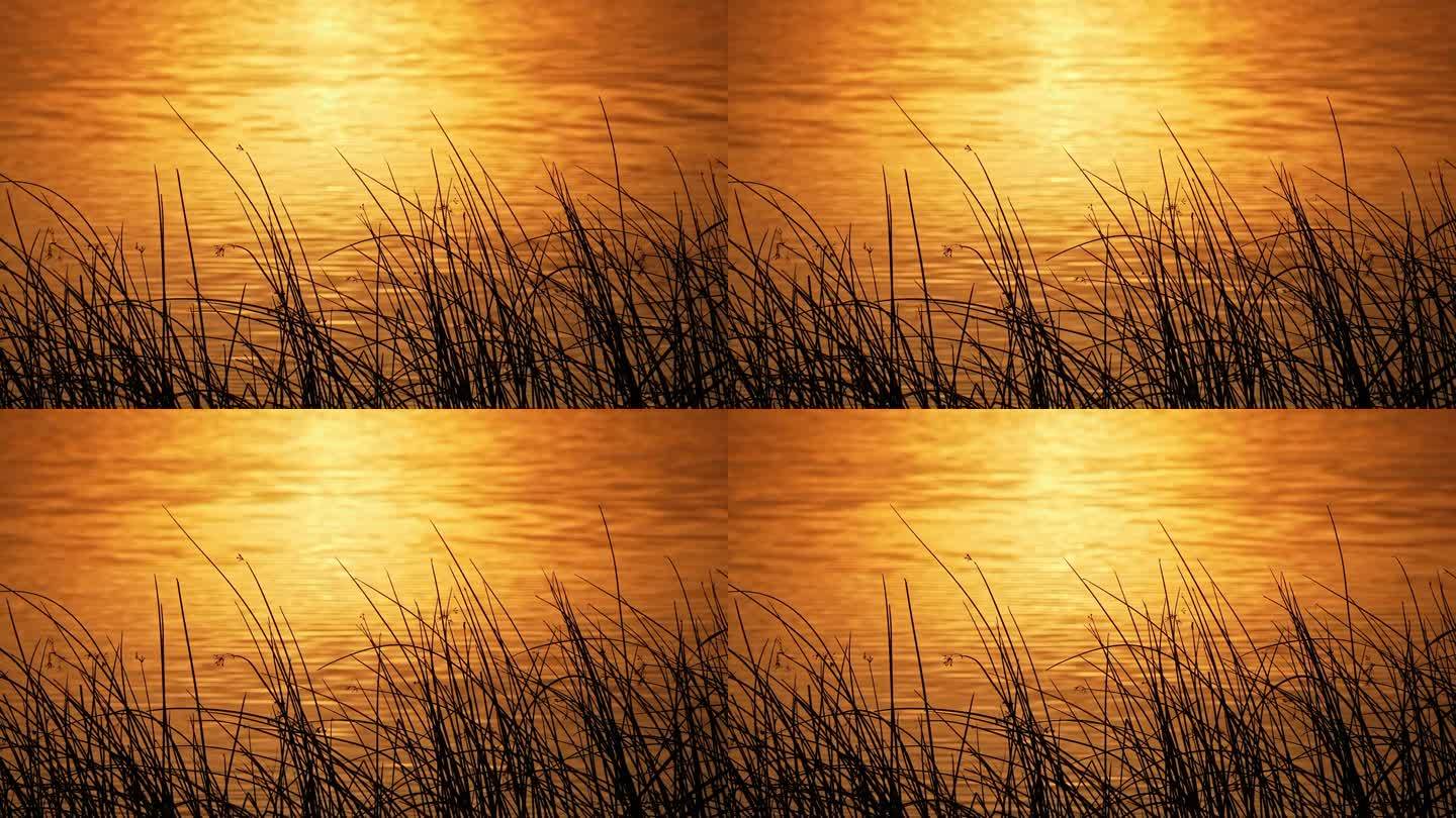 金色的倒影映在湖上，隔着芦苇