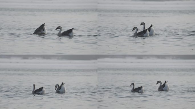 冬季河面上野生的大雁和野鸭在嬉戏飞翔觅食