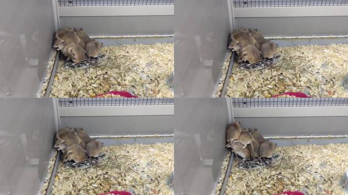 带刺的老鼠成群地睡在一个容器的角落里