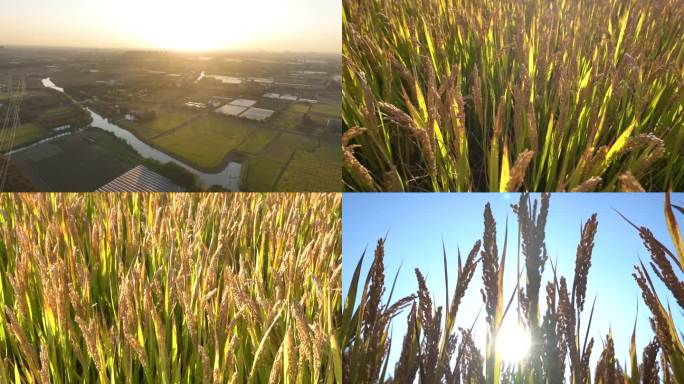 成熟水稻 水稻丰收