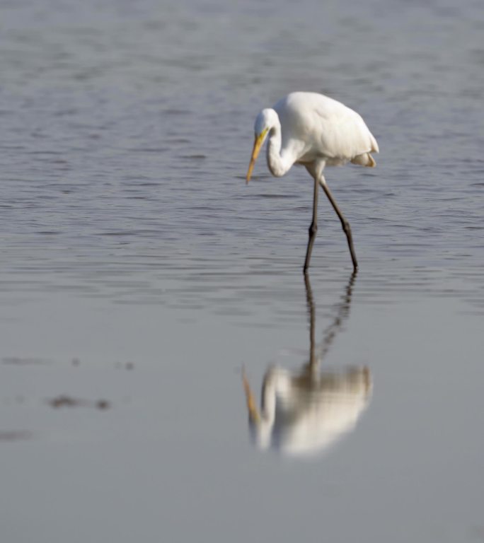 实拍大白鹭鸟在沼泽浅滩上寻觅食物