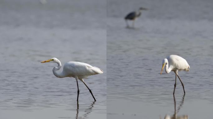 实拍大白鹭鸟在沼泽浅滩上寻觅食物