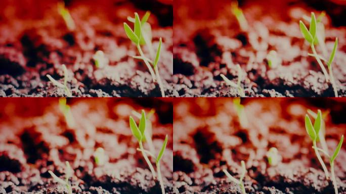 史诗般的阿玛德冈绿色植物在红色的土地上跟随太阳光束时间流逝末世概念未来的星球新生命的复兴