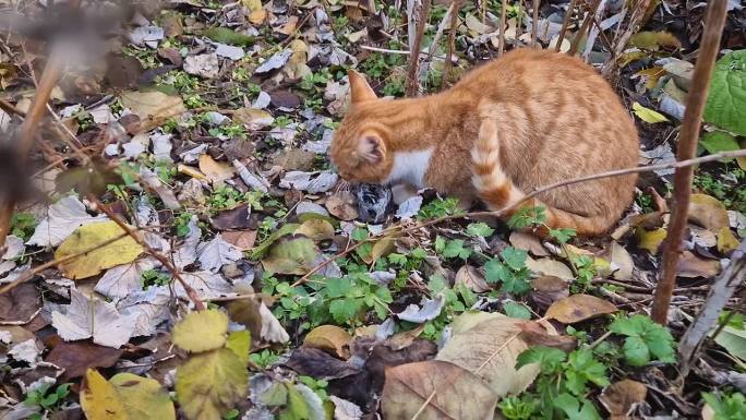 一只家猫抓到了一只鸟，把猎物吃掉了。橙色的小猫有猎食者的野性本能