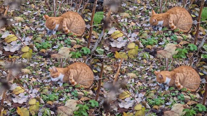 一只家猫抓到了一只鸟，把猎物吃掉了。橙色的小猫有猎食者的野性本能