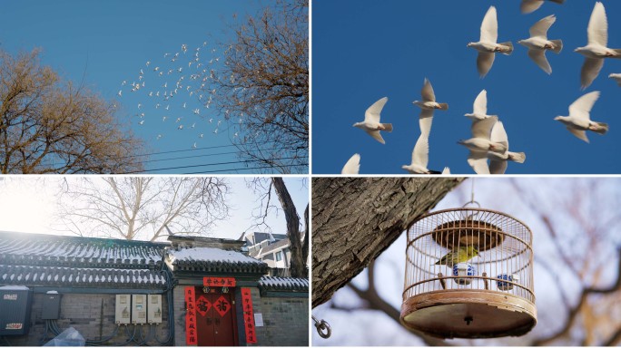 北京人文鸽子胡同故事感空境01