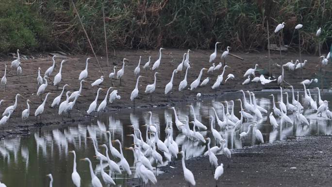 池塘里的大群白鹭、湿地白鹭