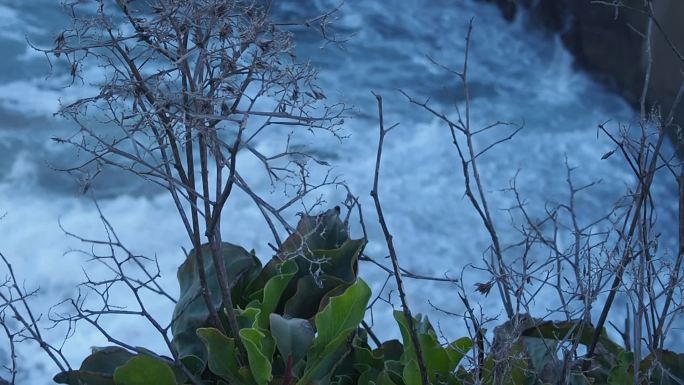 海边礁石惊涛拍岸飞鸟海浪