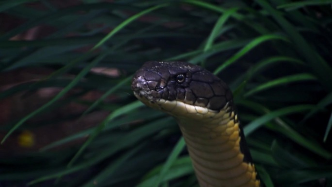 森林中眼镜王蛇的特写。