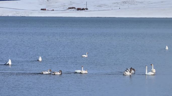 赛里木湖天鹅素材4k大景中景特写戏水