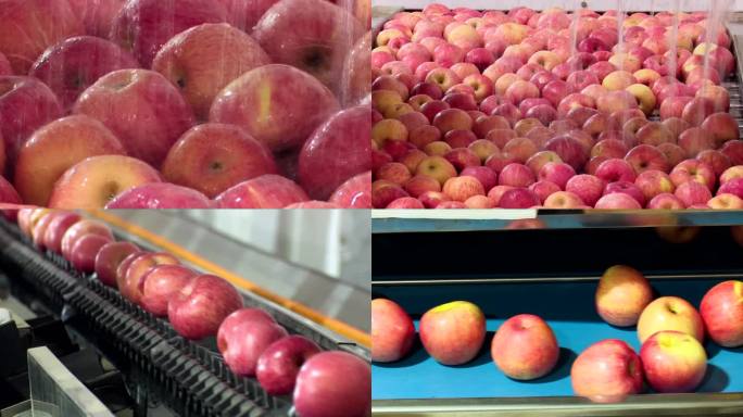 苹果企业生产画面苹果丰收清洗