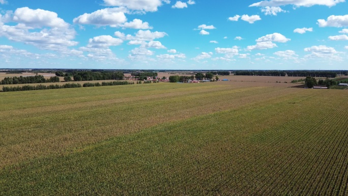 航拍玉米 农作物 玉米田 大丰收