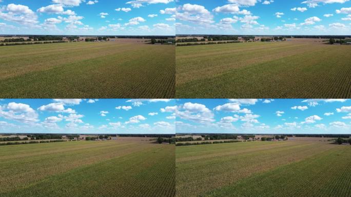 航拍玉米 农作物 玉米田 大丰收