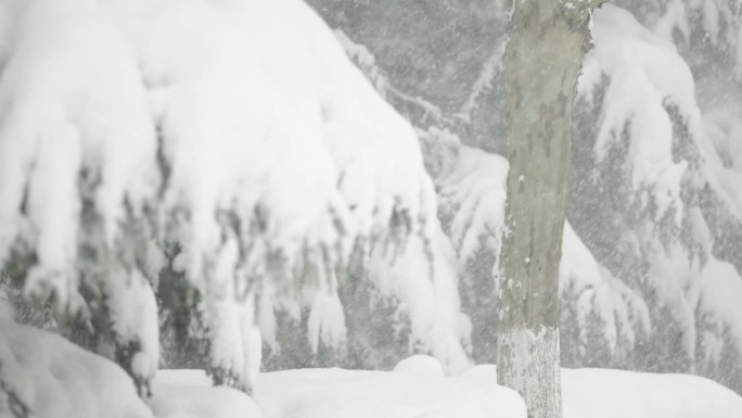 冬天下着大雪