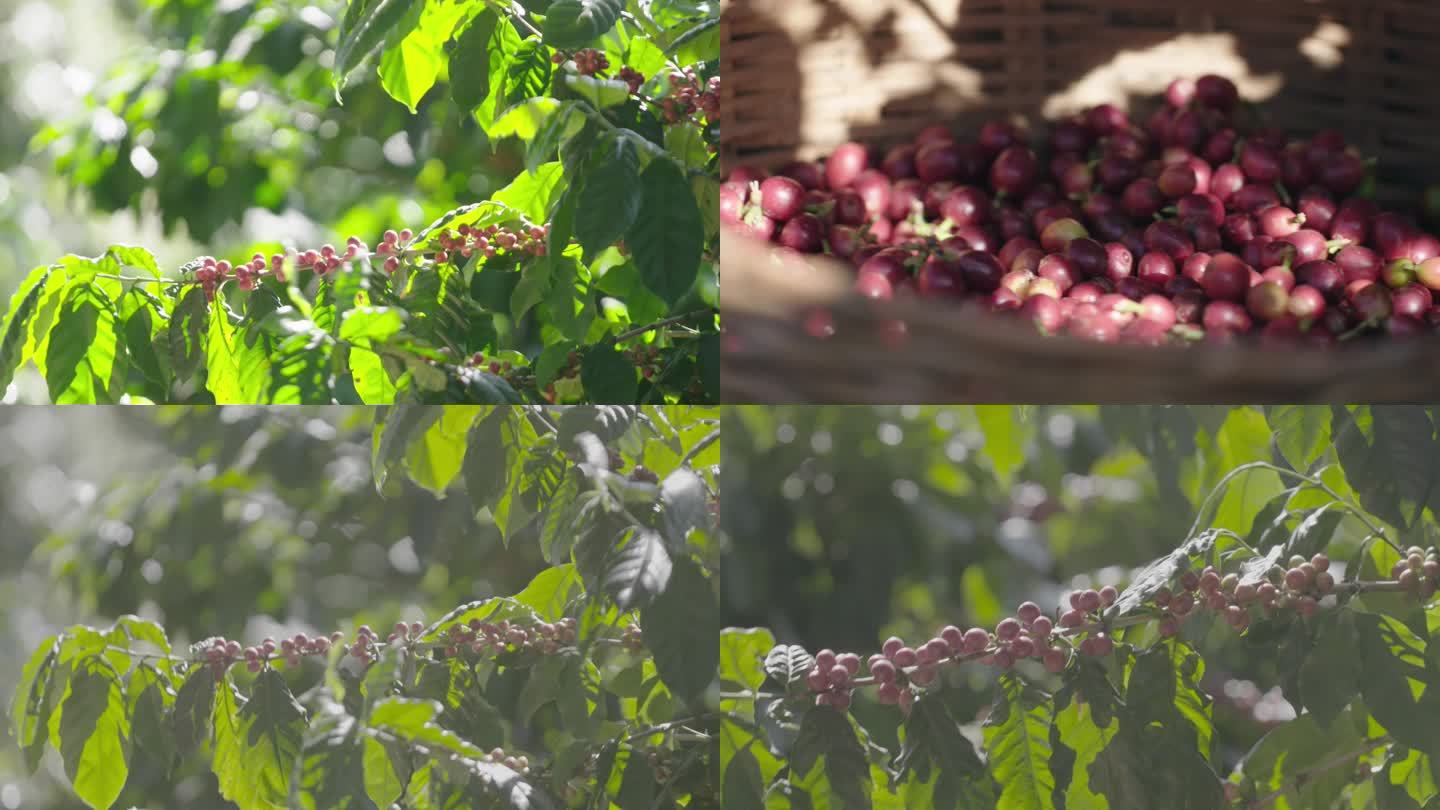咖啡种植咖啡地收获咖啡豆