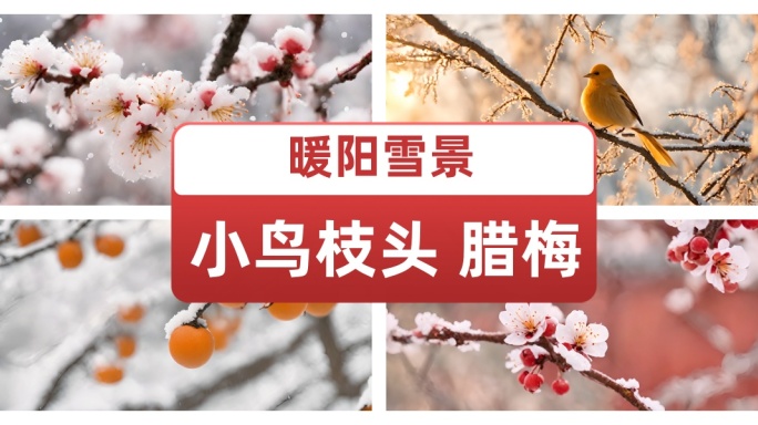 雪景小寒大寒冬日暖阳小鸟枝头