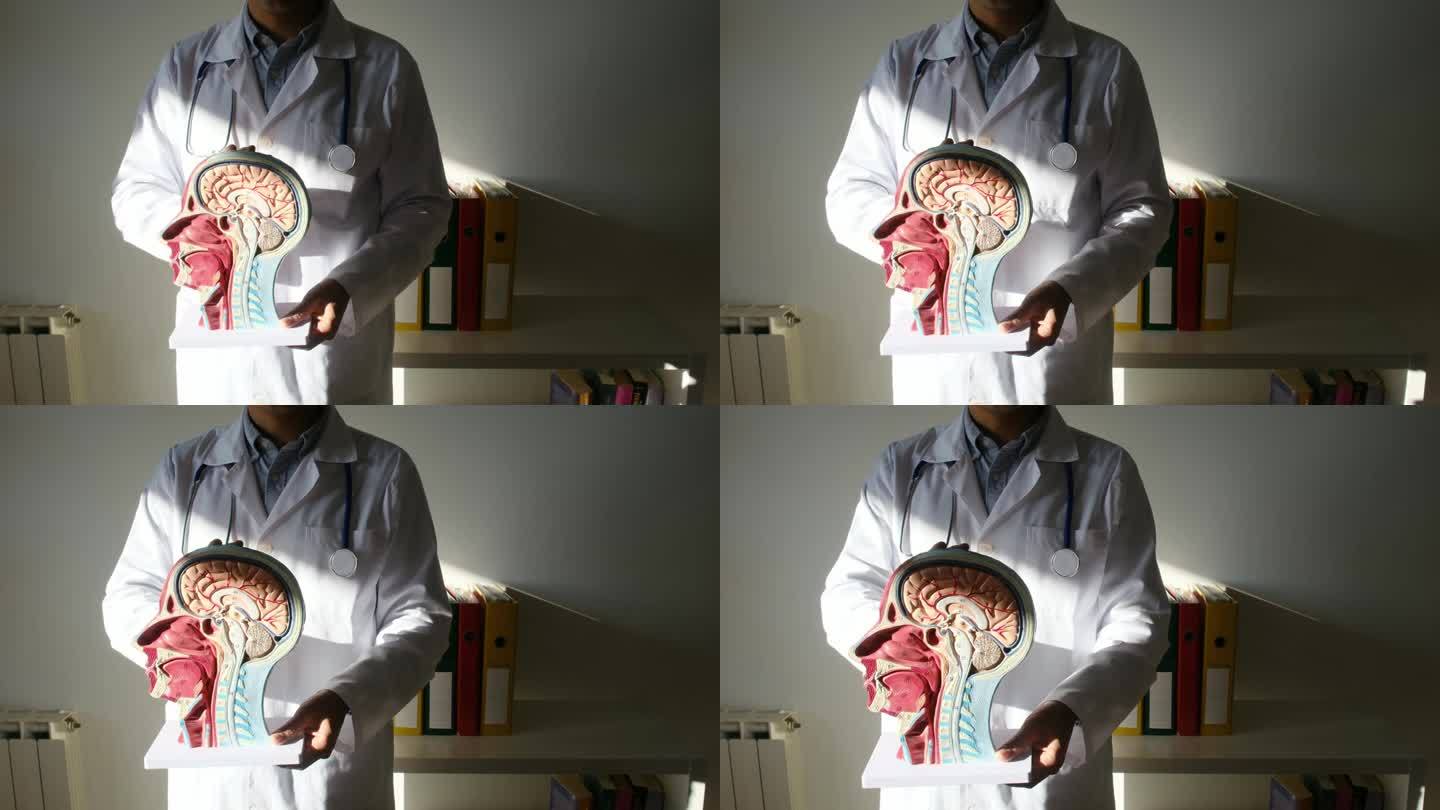 医生拿着带有大脑和颅部的人头模型。概念神经学，研究，研究人体和心理。