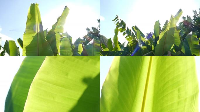 香蕉树 香蕉叶