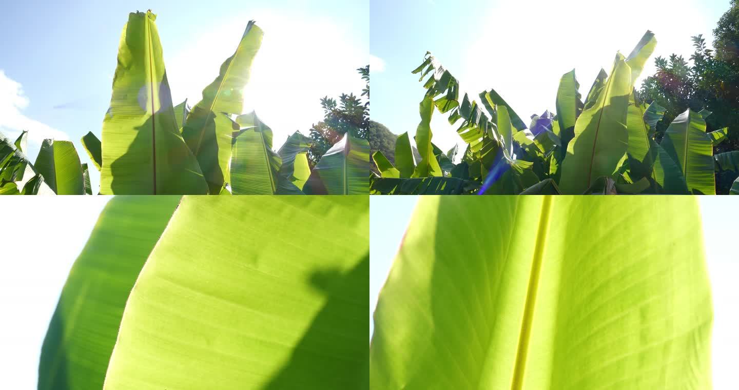 香蕉树 香蕉叶