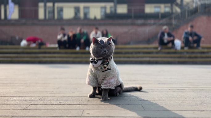 猫咪猫 猫咪和主人太阳眼镜晒太阳明星猫咪