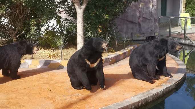 大黑熊 熊 黑熊 笨熊 猩猩