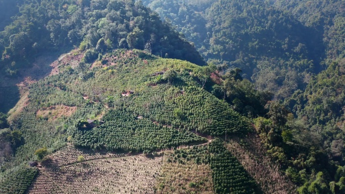 咖啡种植咖啡地收获咖啡豆