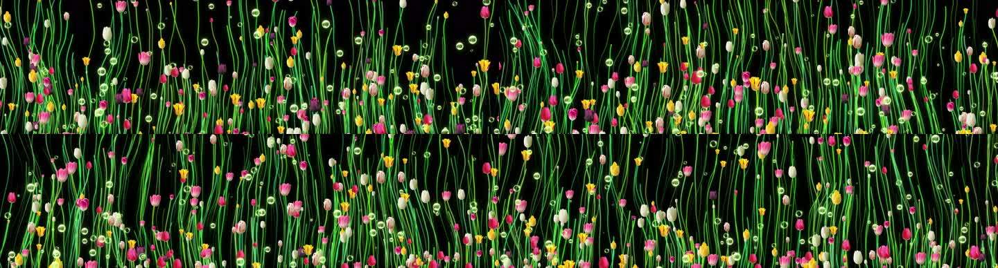 超宽屏唯美绿色植物郁金香线条生长全息投影
