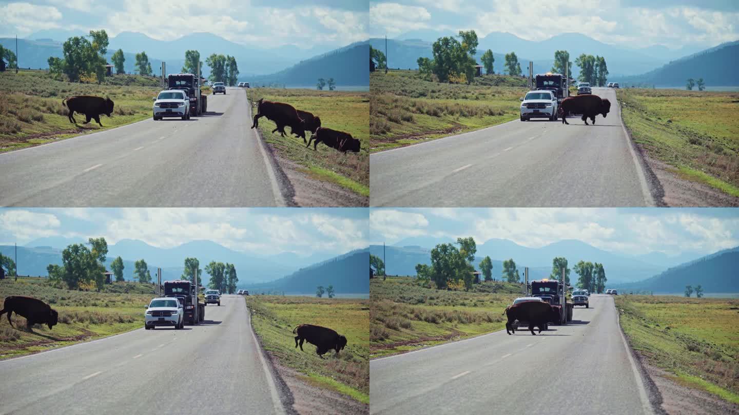 黄石野牛群穿越公路