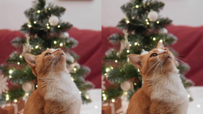 垂直视频。雪屋里的灯光装饰让猫着迷，使它成为圣诞仙女的真正参与者。这只猫在节日的夜晚躺在沙发上，给所