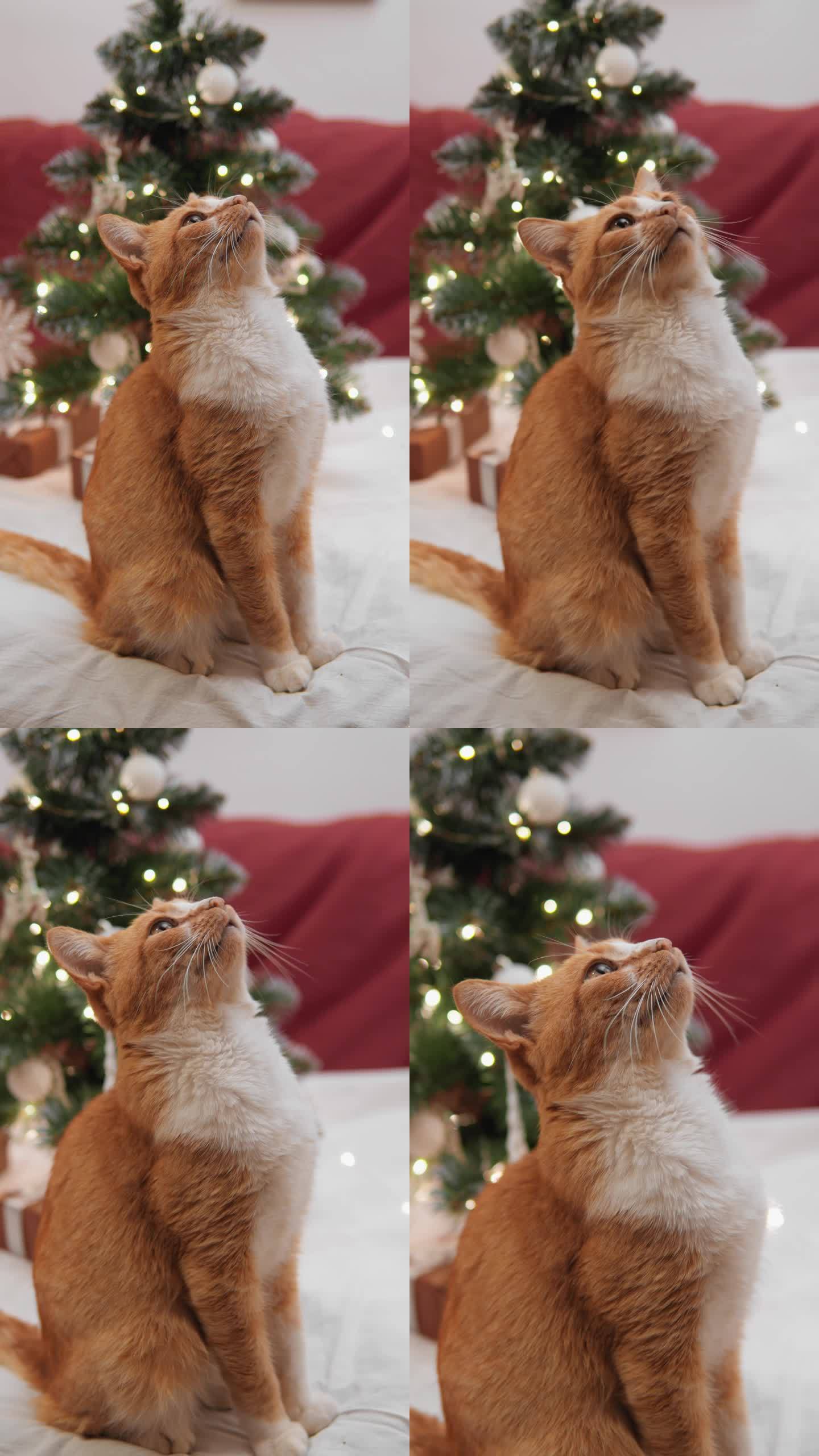 垂直视频。雪屋里的灯光装饰让猫着迷，使它成为圣诞仙女的真正参与者。这只猫在节日的夜晚躺在沙发上，给所