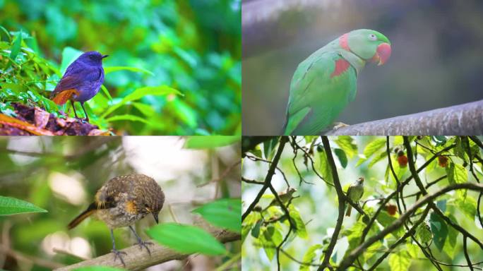 小鸟动物-森林小鸟自然森林鸟儿飞翔树枝鸟